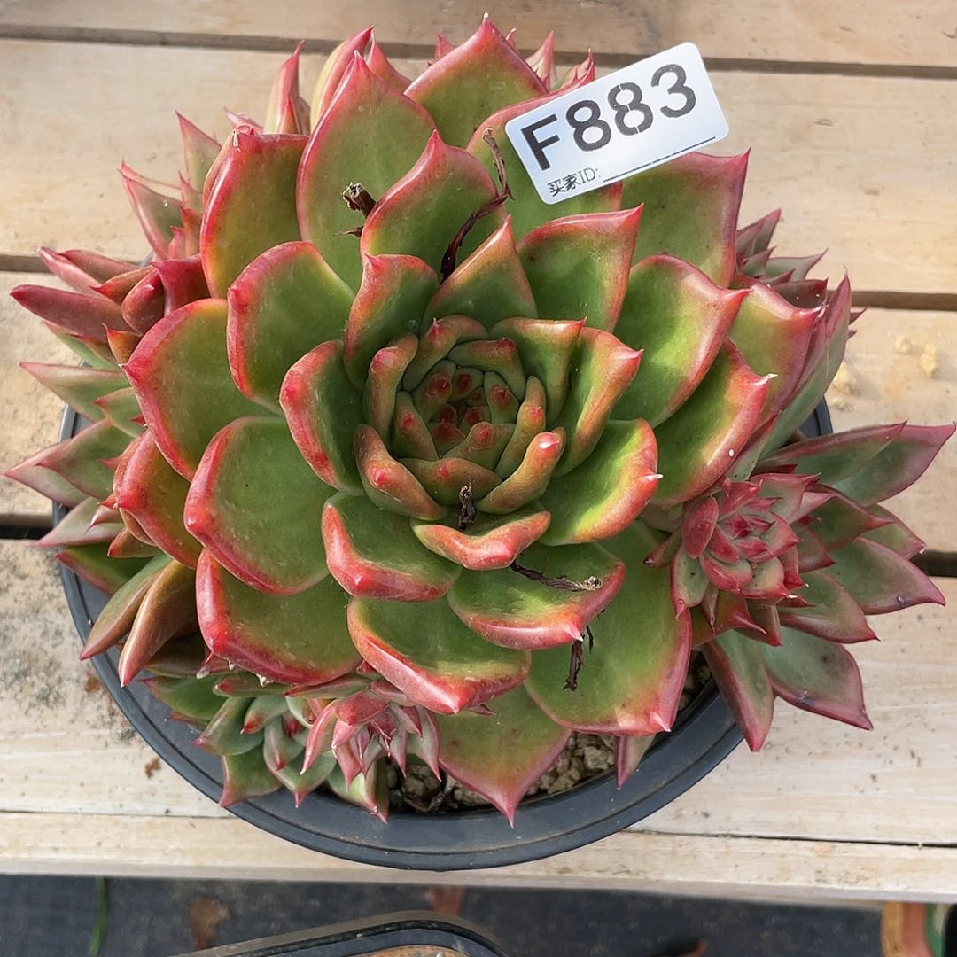 若如东云单拍F883