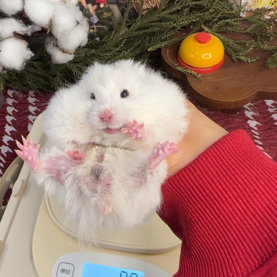 黄波弟弟10.18生日