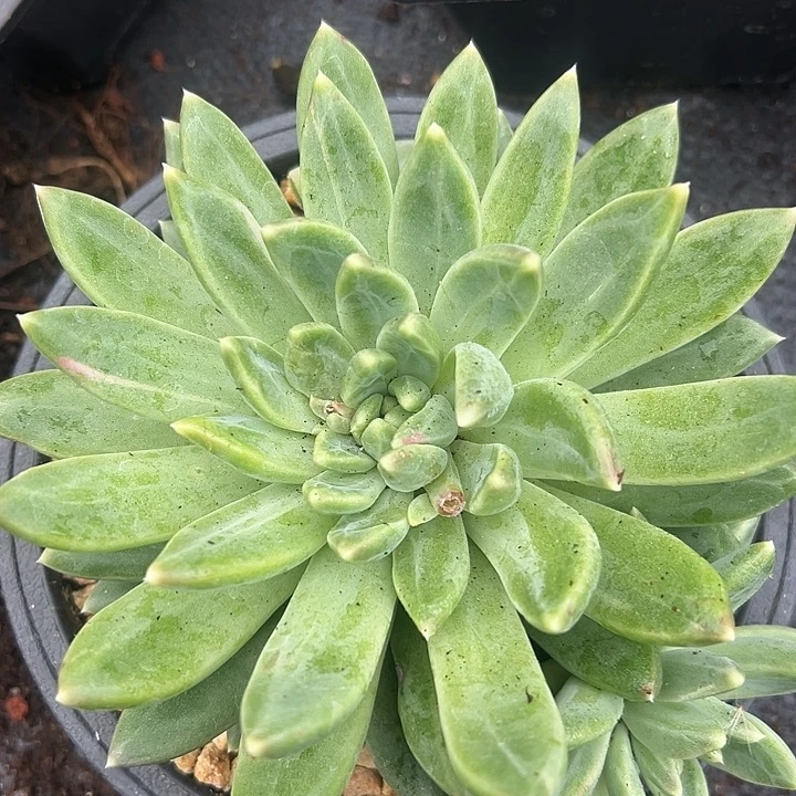 暗纹美人人大单头一物