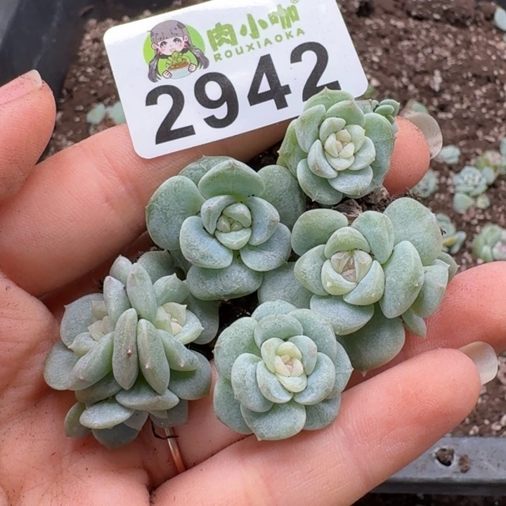 无花朵多肉植物多肉植物