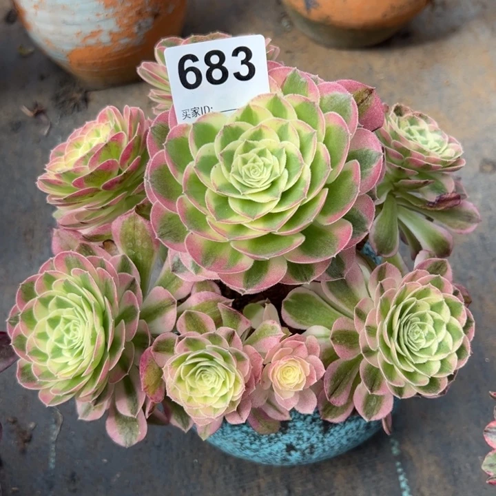 683玉资20厘米左右