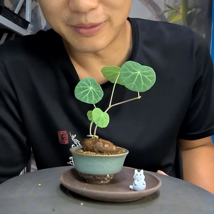 彤中青园艺一物一拍120
