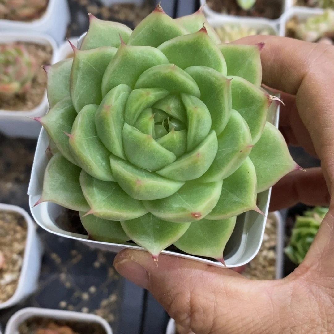 精品多肉一物一拍不包整98