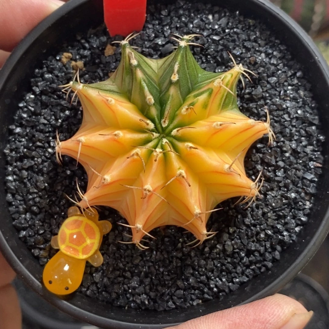 泰系肋骨锦—带盆土发货31