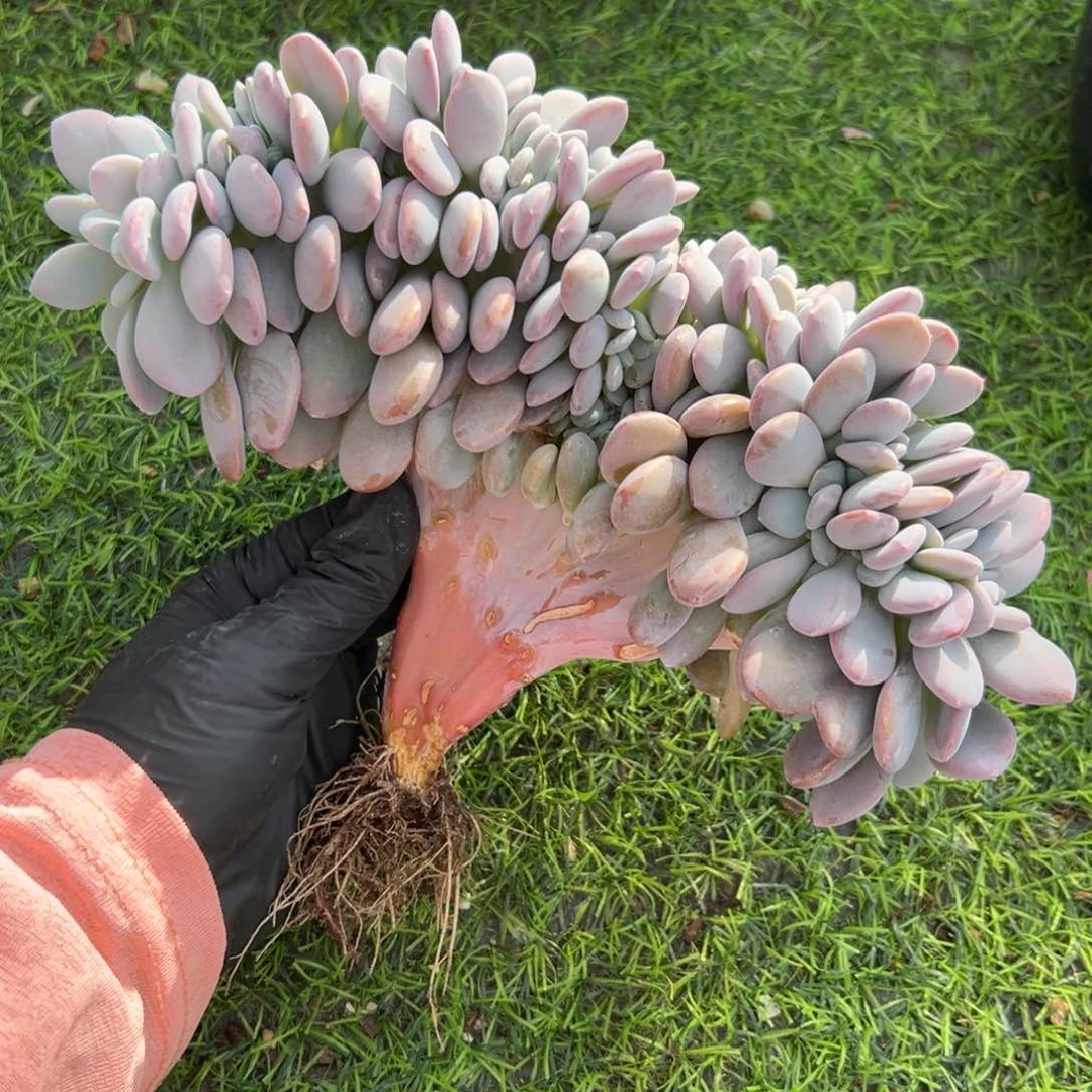 鸡腿高庄粉兔缀化000000