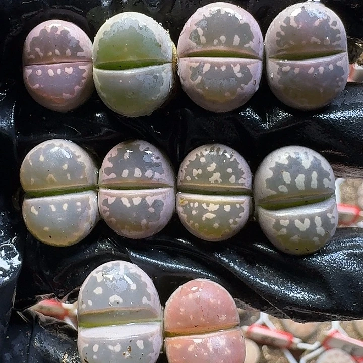 生石花111121。  190