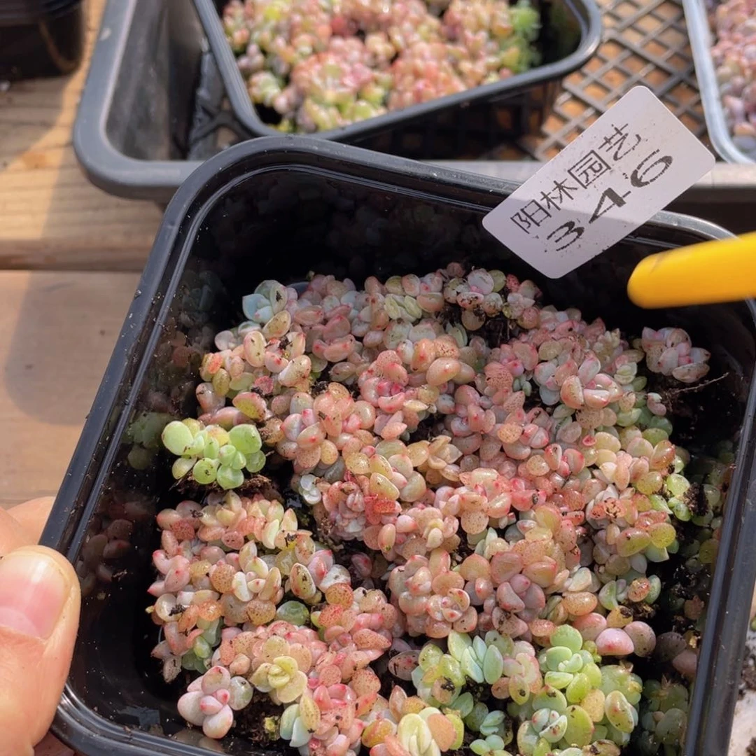 多肉植物多肉植物346