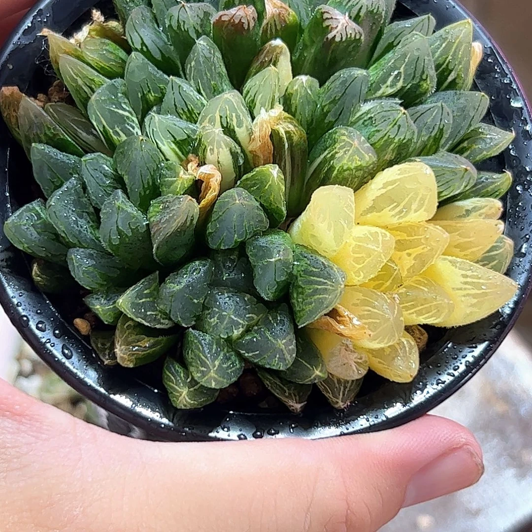 花水晶大群十二卷多肉