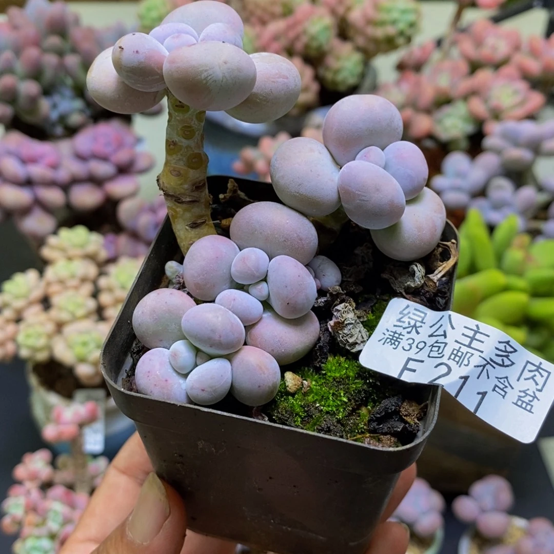 211芭比奶酪6cm多肉