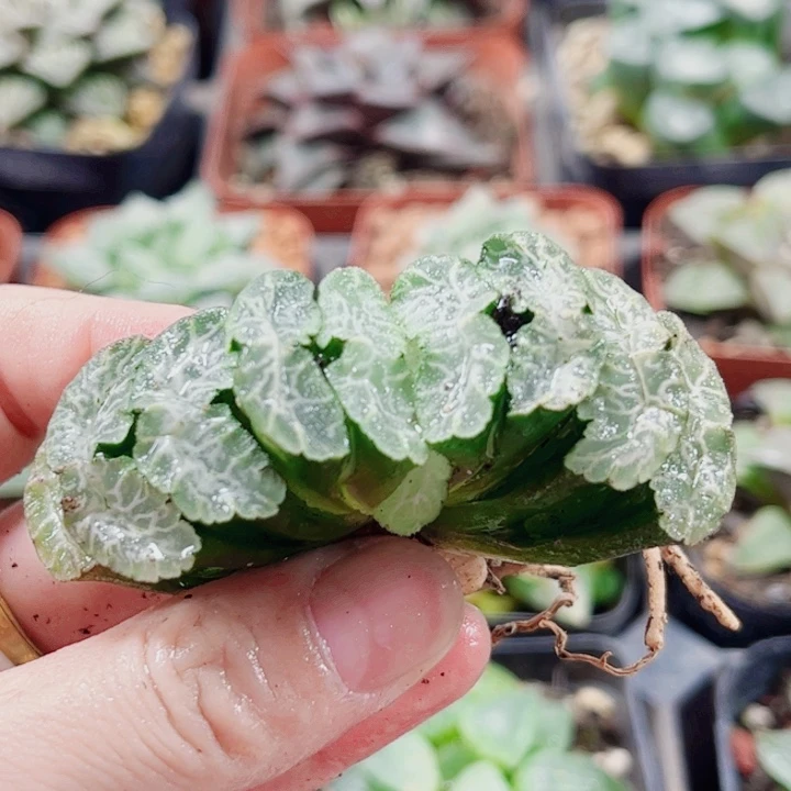 十二卷。虞姬无根。福利