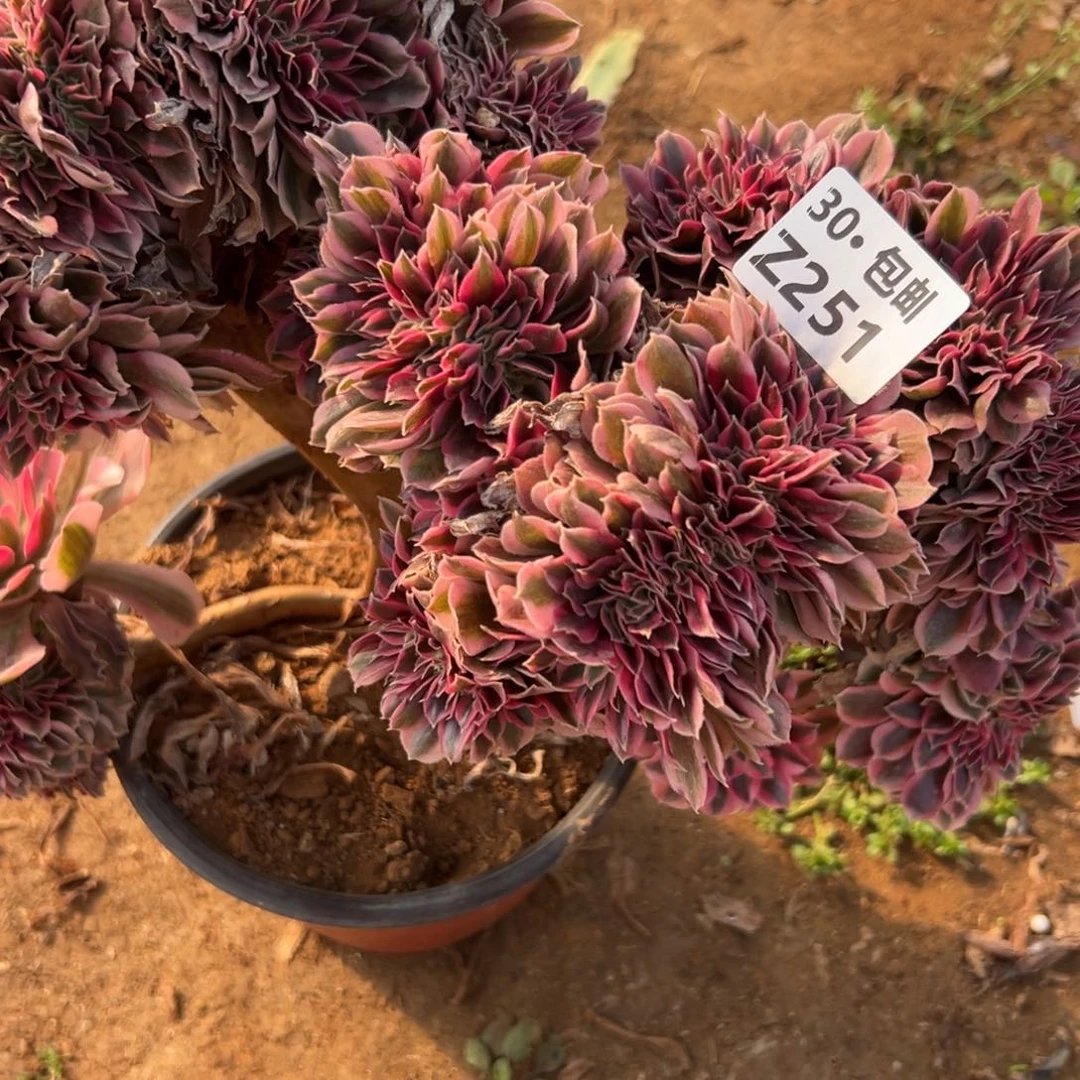 251女巫缀多肉法师