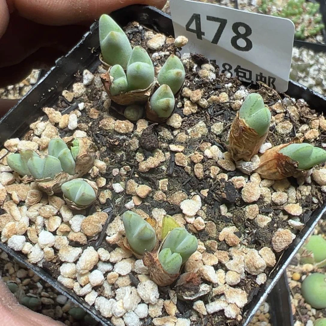 【闪购商品】 478。