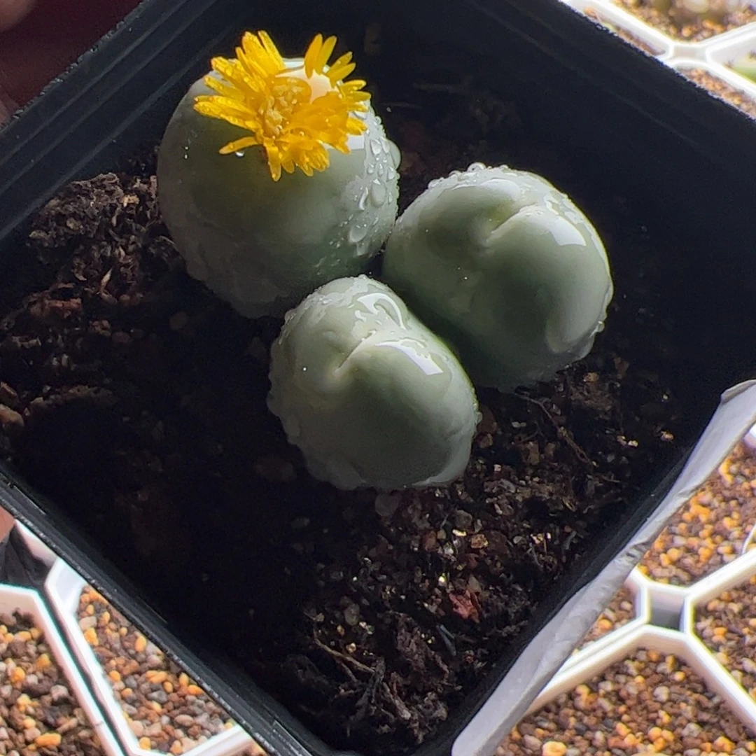 11.27鸽子蛋多肉植物86