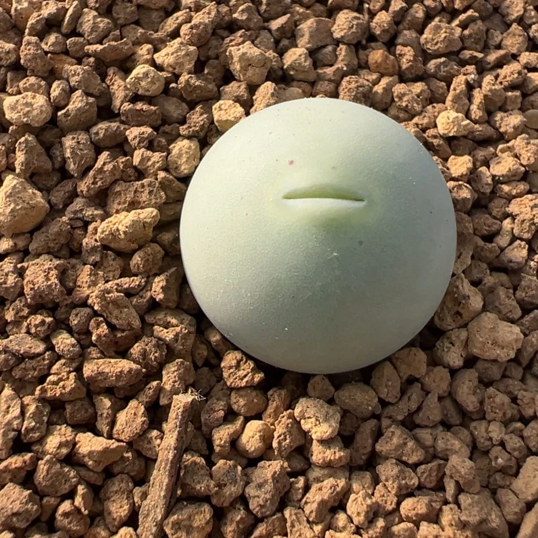 751多肉植物种类多样