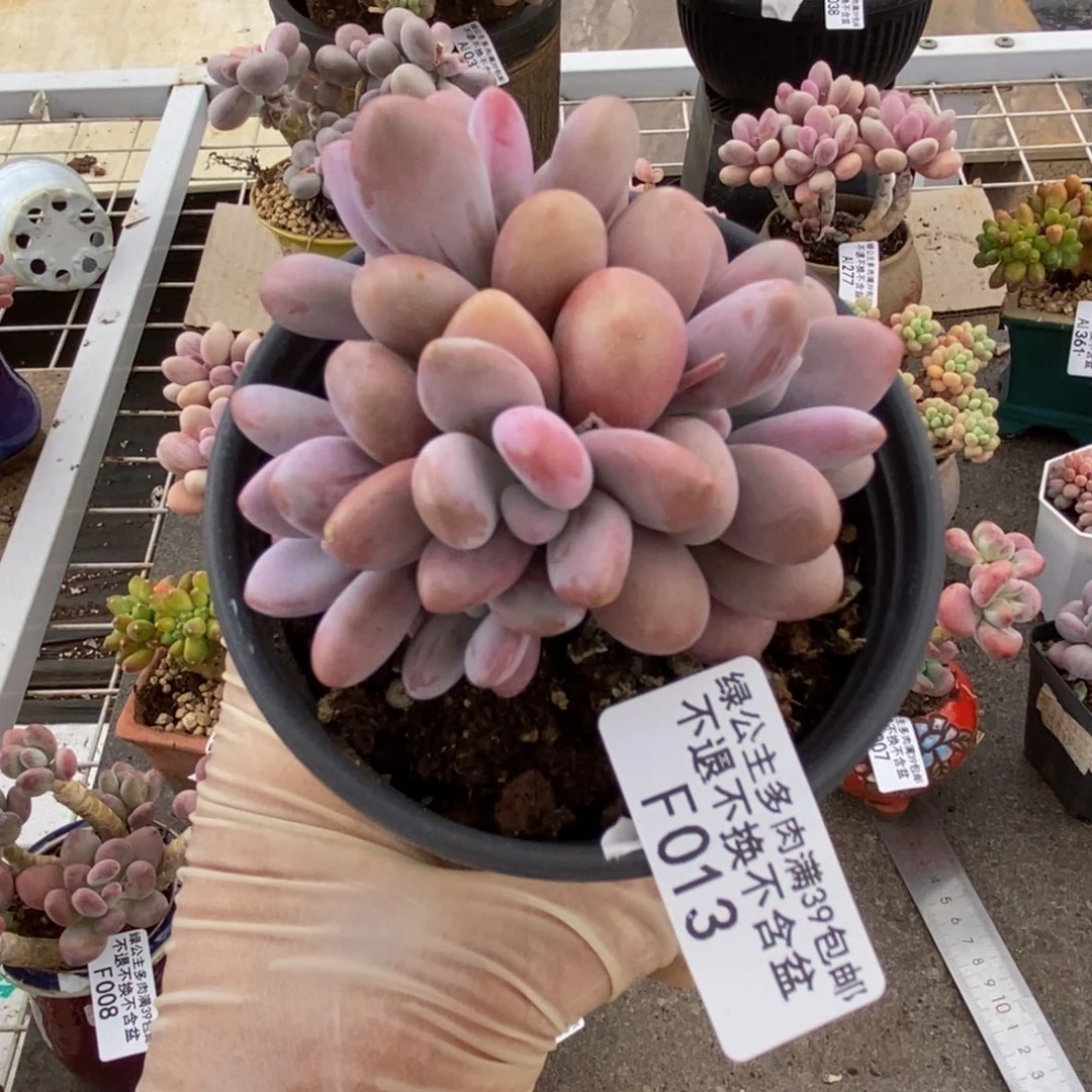 腰子桃蛋013/6c m