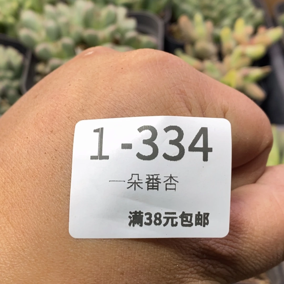 草*雪56689669999896886666888