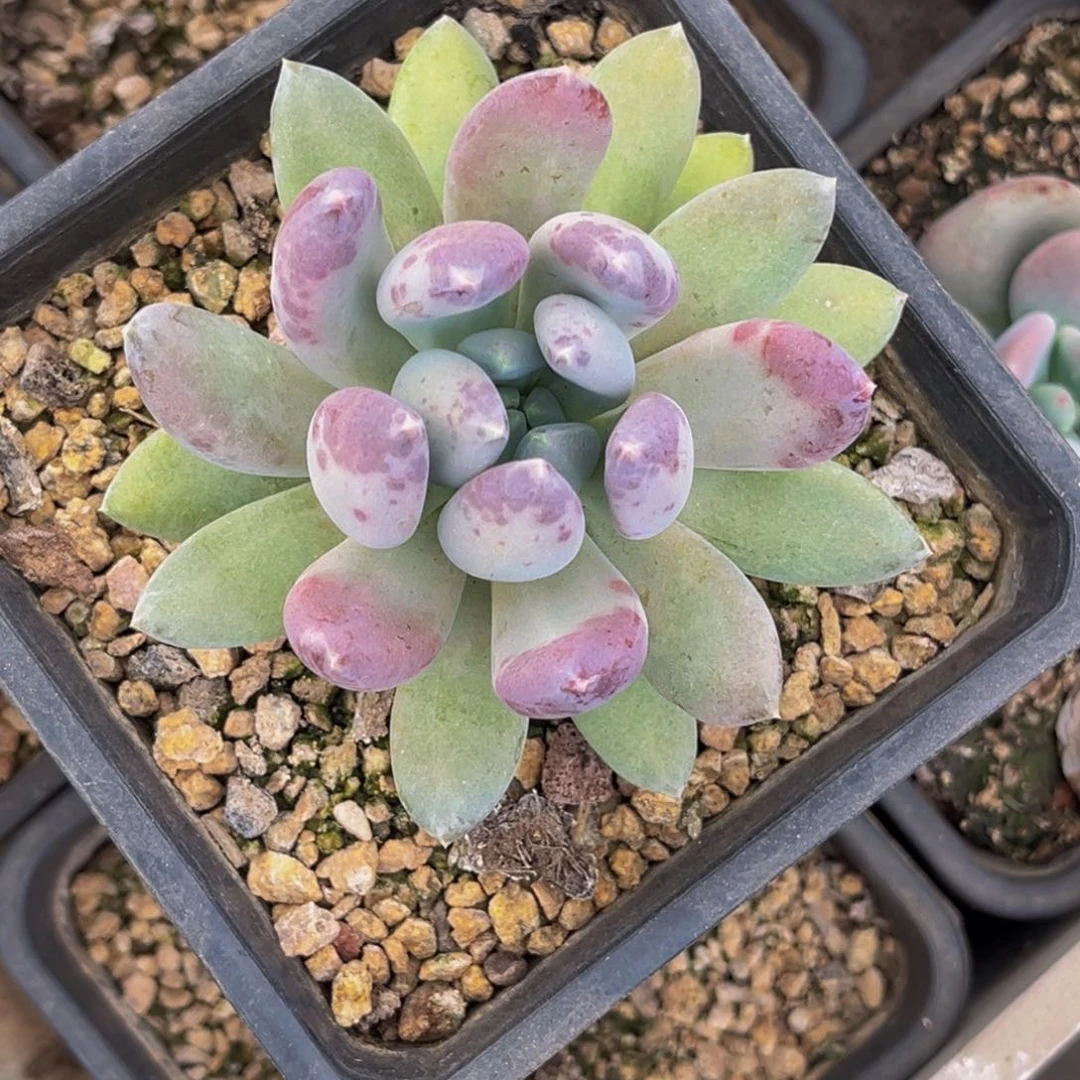 @***衿2418号上午上午多肉植物群生多肉植物