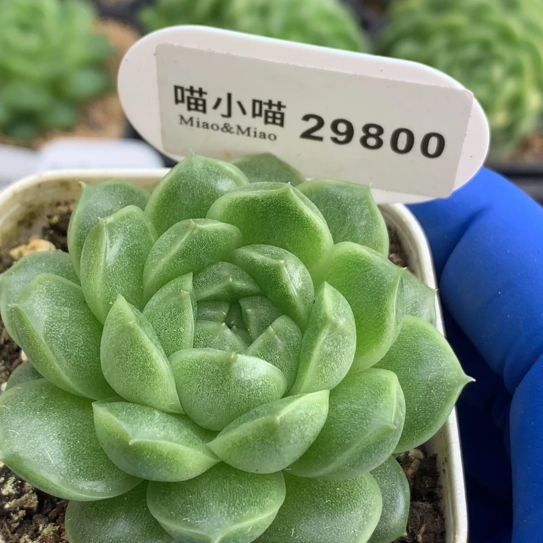 好***情多肉植物杂交珍妮