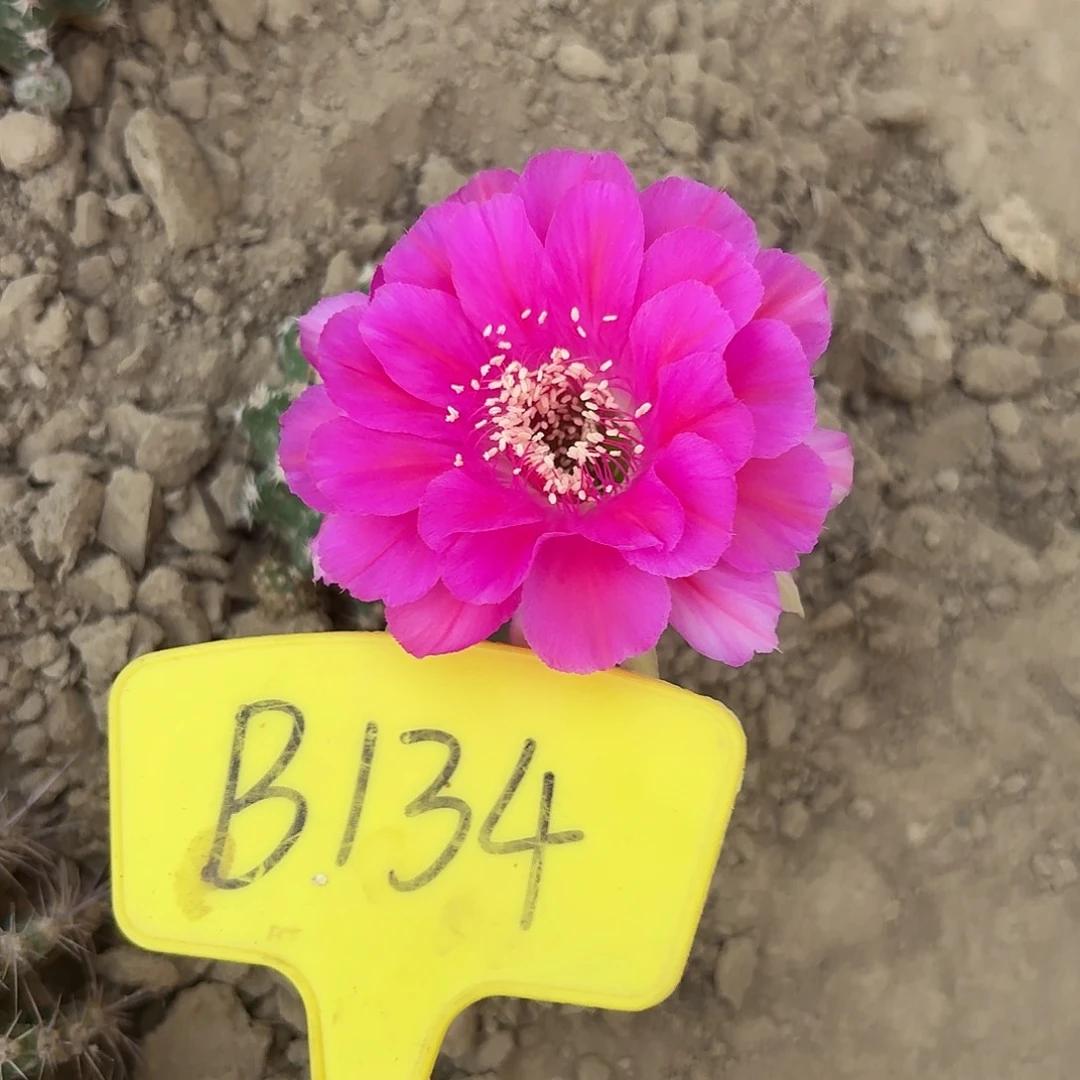 B134,花蕊夫人瑕疵歪头3cm