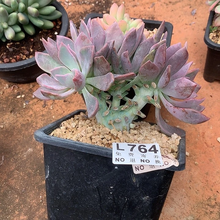 唐***啦紫云天朵朵  多肉植物