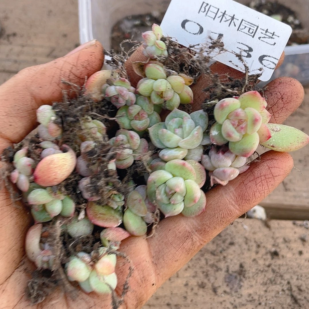 多肉植物多肉植物 136