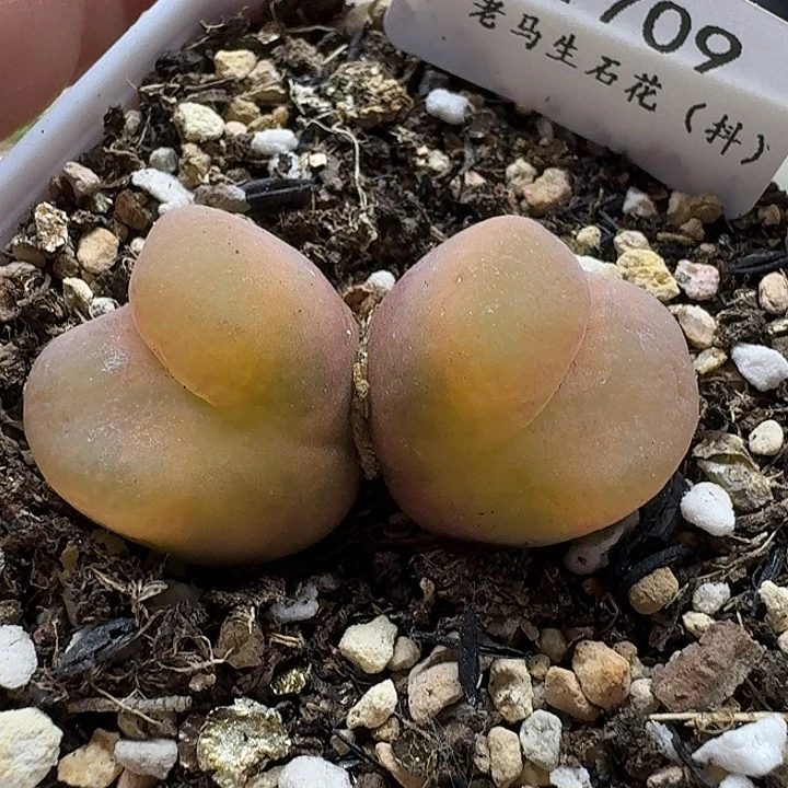 老马生石花双头毛1709