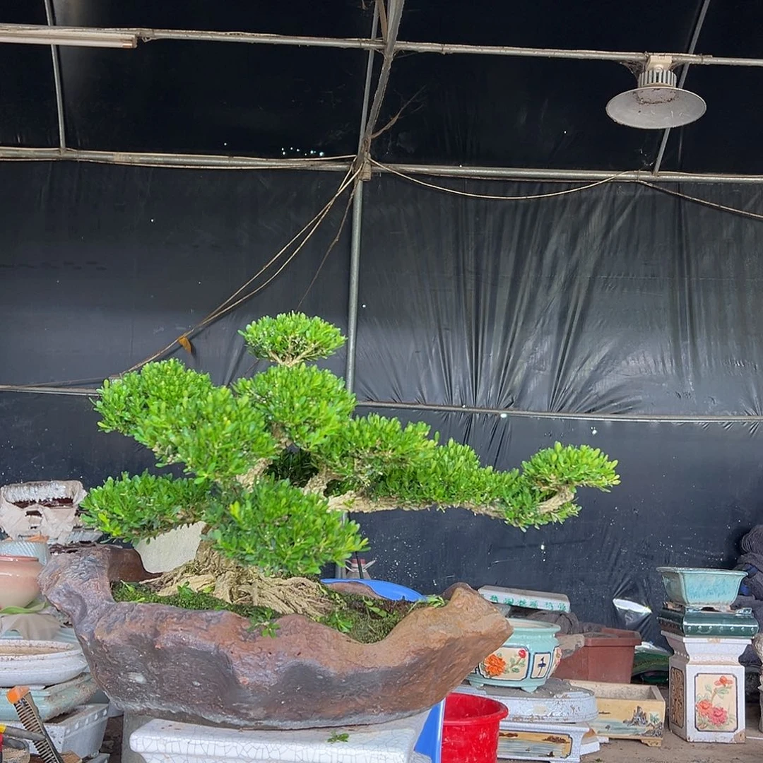 无花朵黄杨盆景园林植物