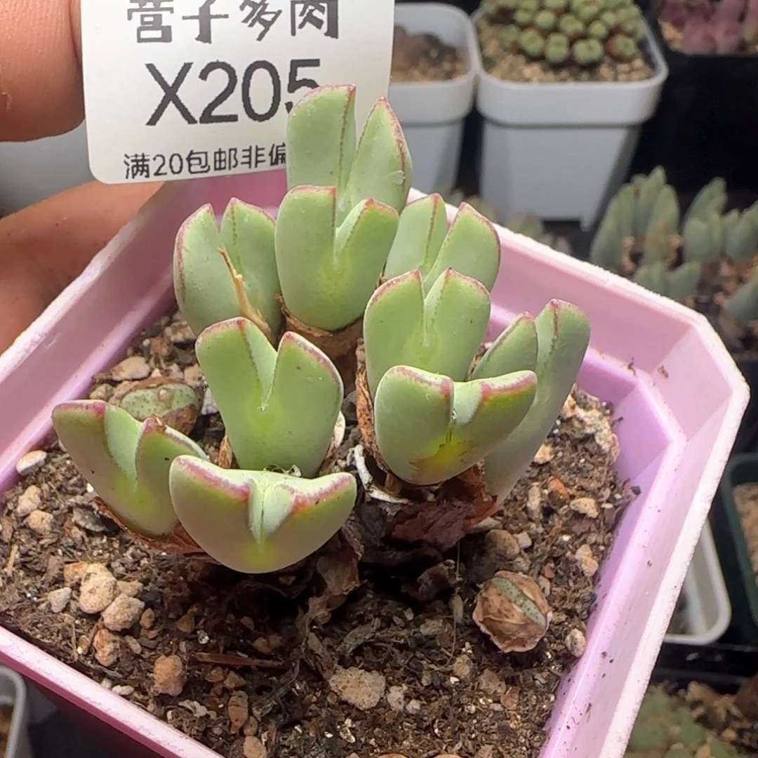 带色母。                 福利。