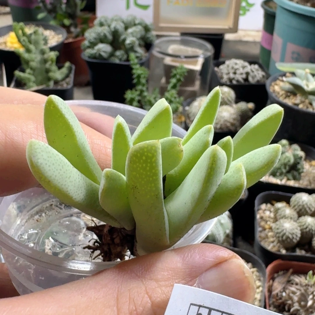 633斑马虾钳脱土发货