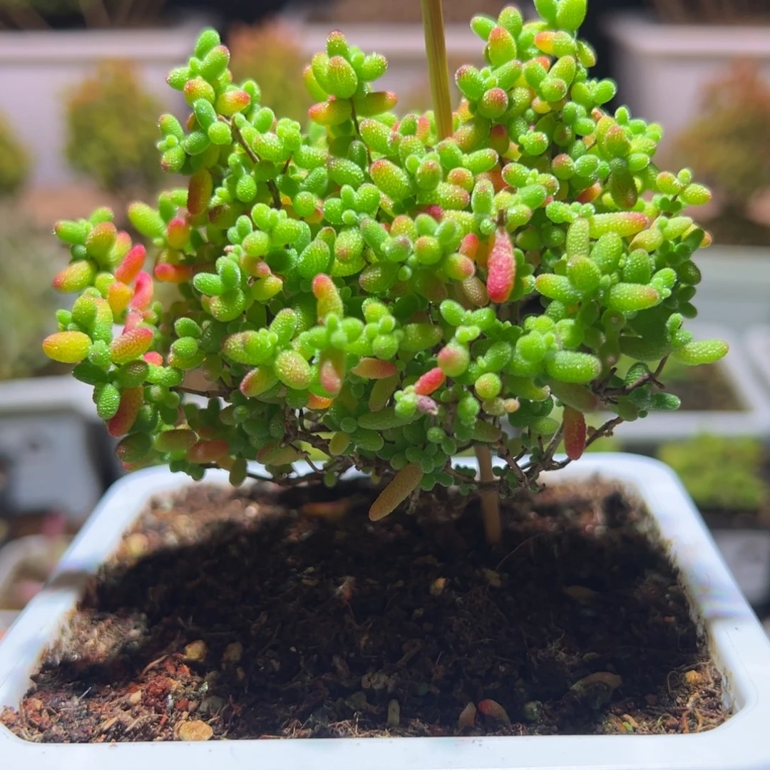 蜜橘171带盆土发货一物一拍