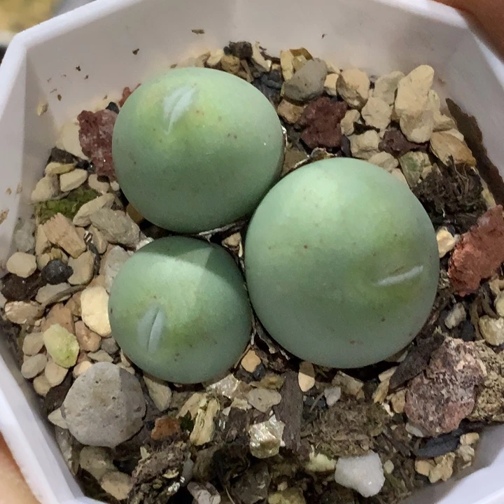 精品多肉植物大战僵尸先生们