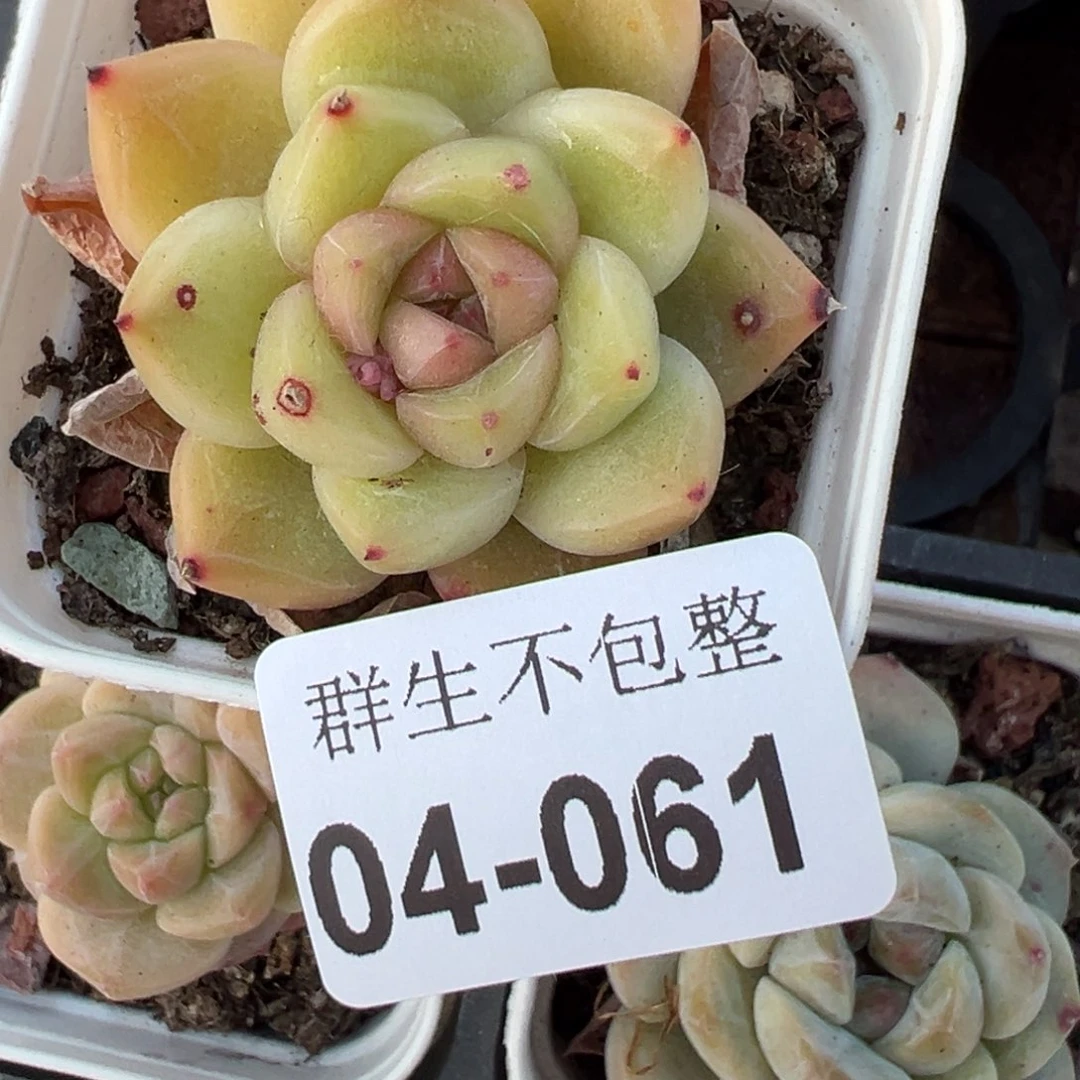 小卡拉米糖心一物一拍4-61