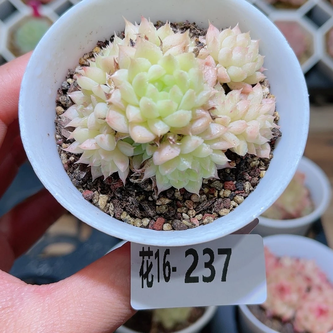 花利美16-237海王