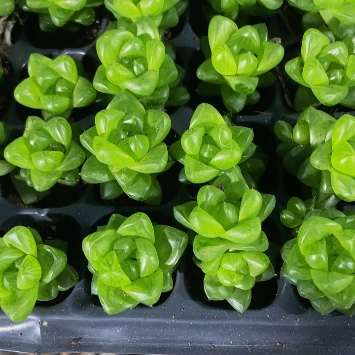 小草玉露1元带土发