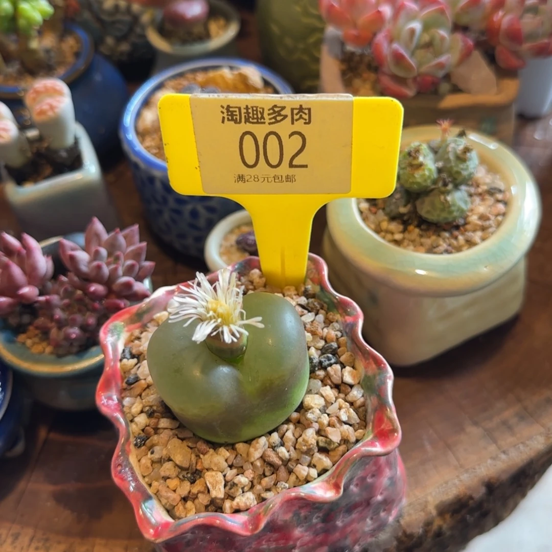 *****多肉植物大白毛毛