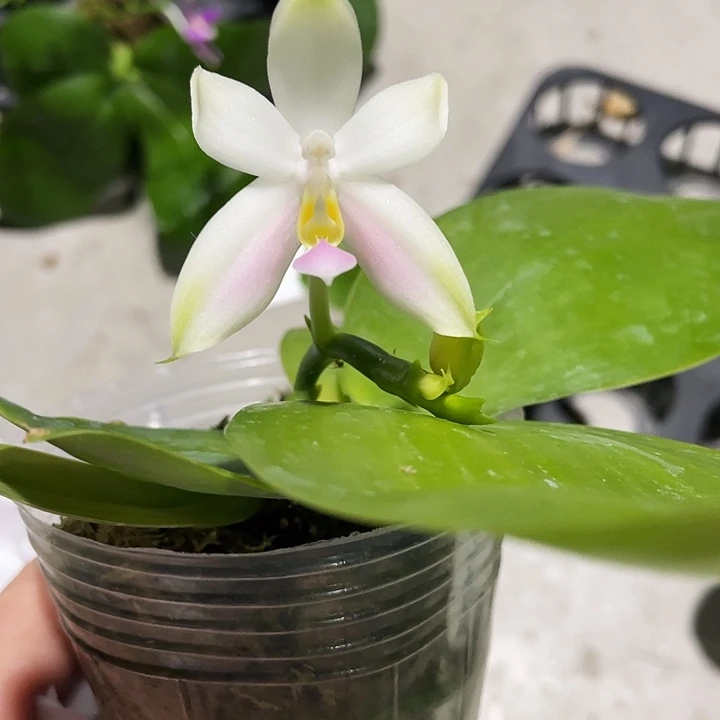 完全开放仙女粉贝2.8寸带花介意消花勿拍