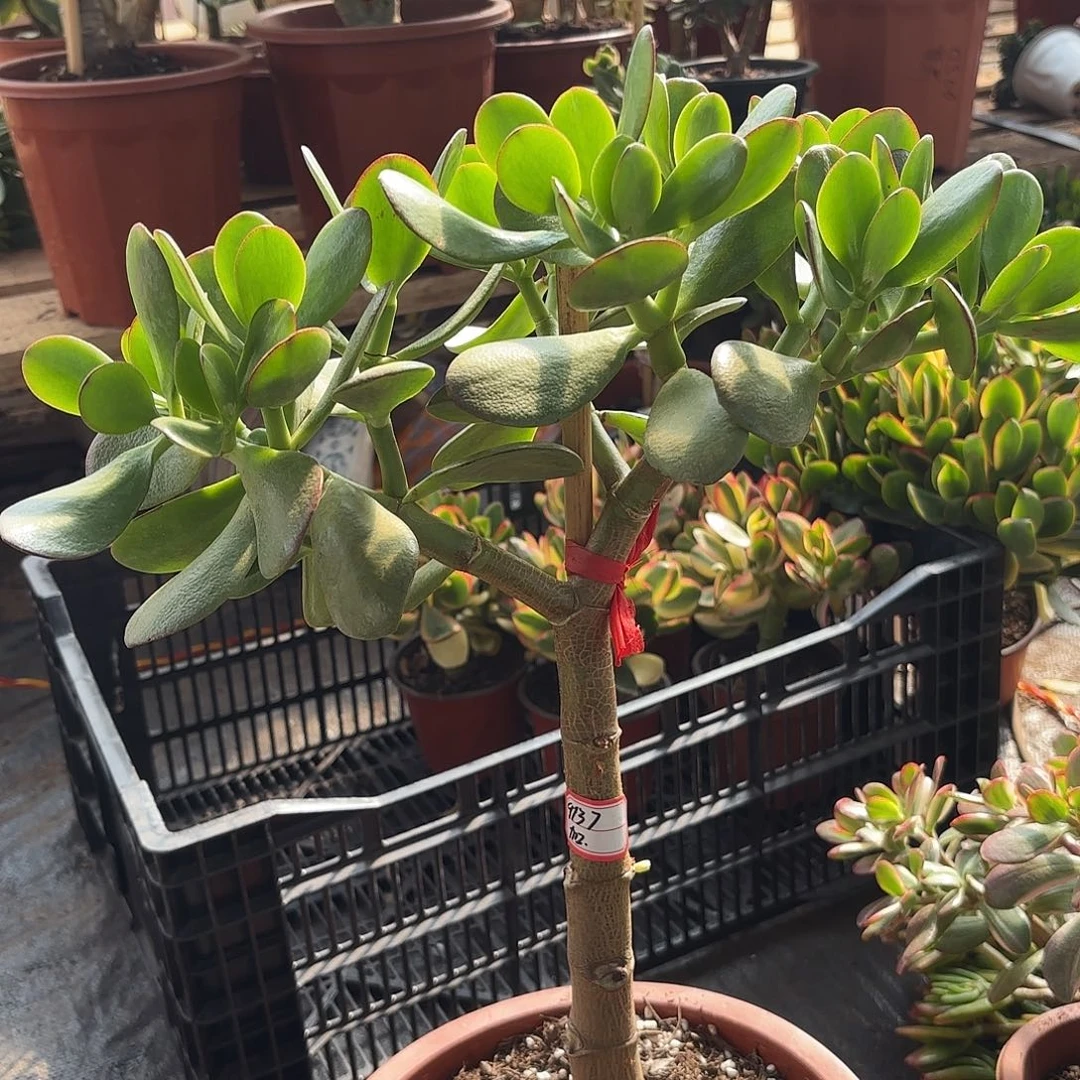 豆***玩9137黄金花月带土球发货