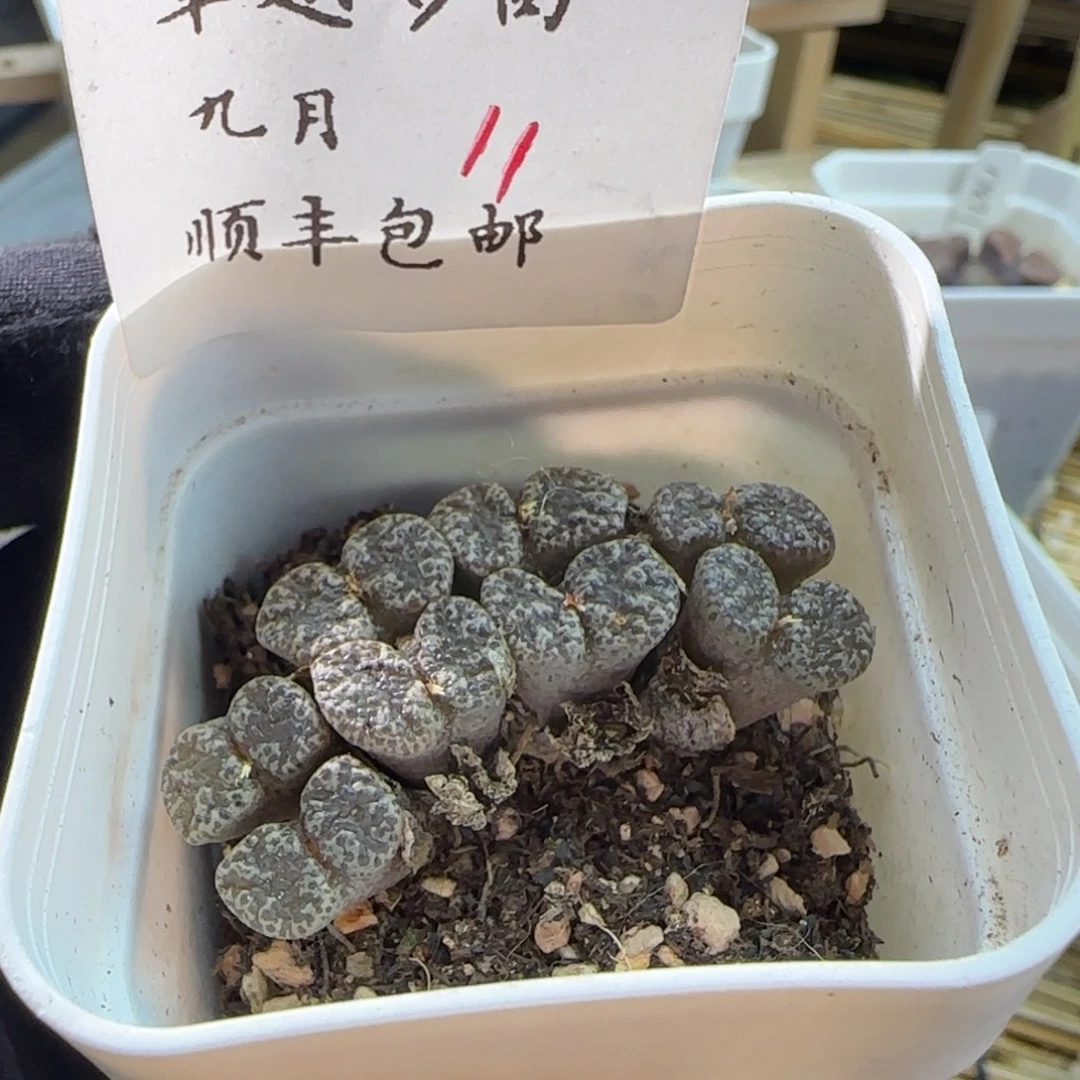 顺丰包邮一物一拍-11