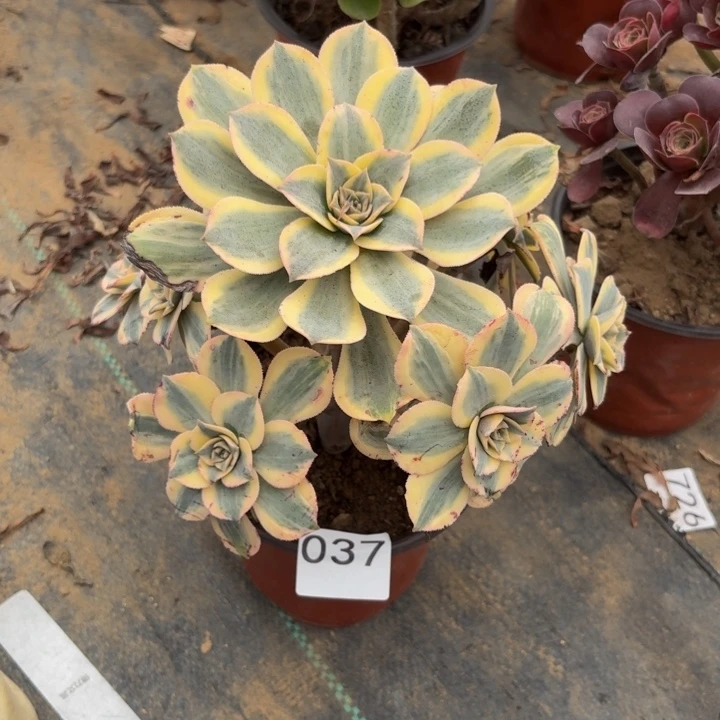 灿烂多肉植物不包损037会氧化发黑