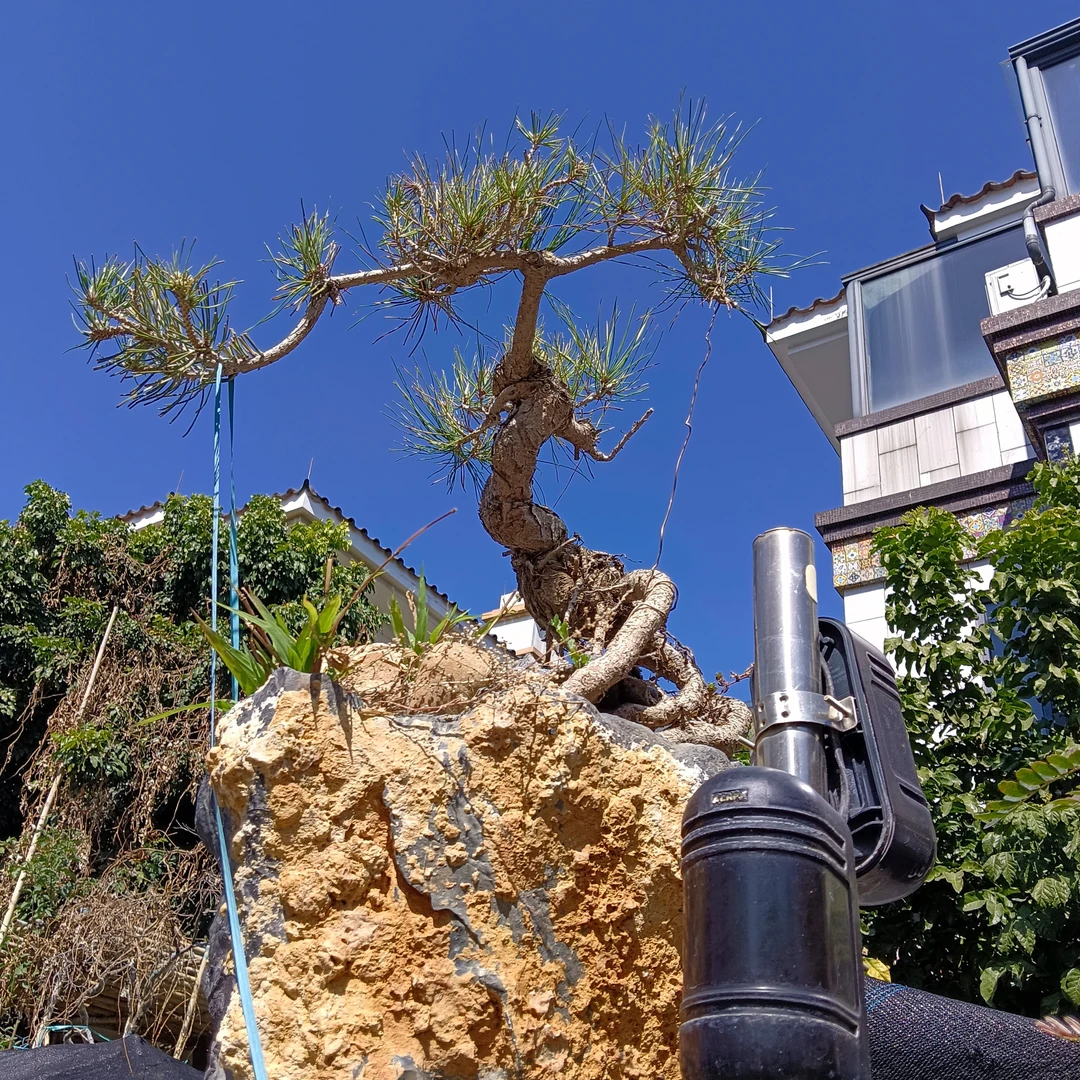 领南老桩，罗汉松，高山侧柏