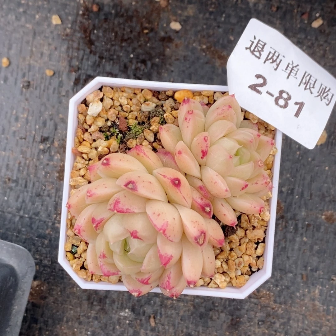 92-81 新疆西藏内蒙不发货