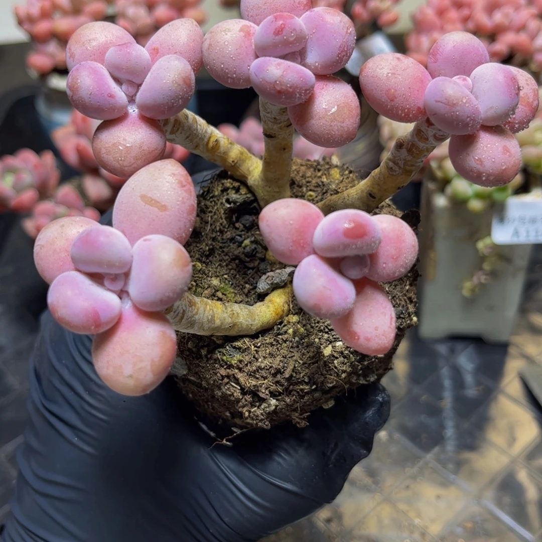 1069糖果桃蛋11厘米多肉