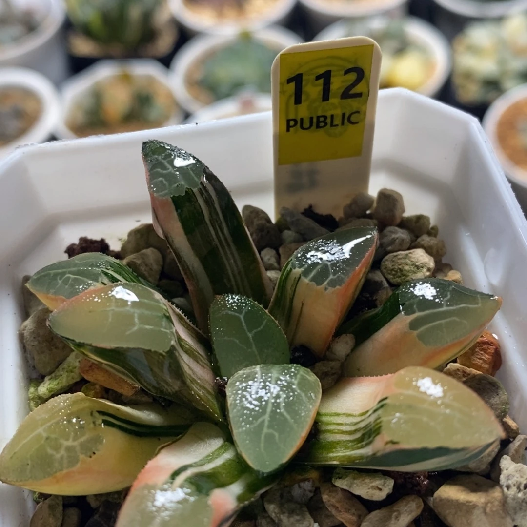 不开花植物112网纹克十二卷多肉