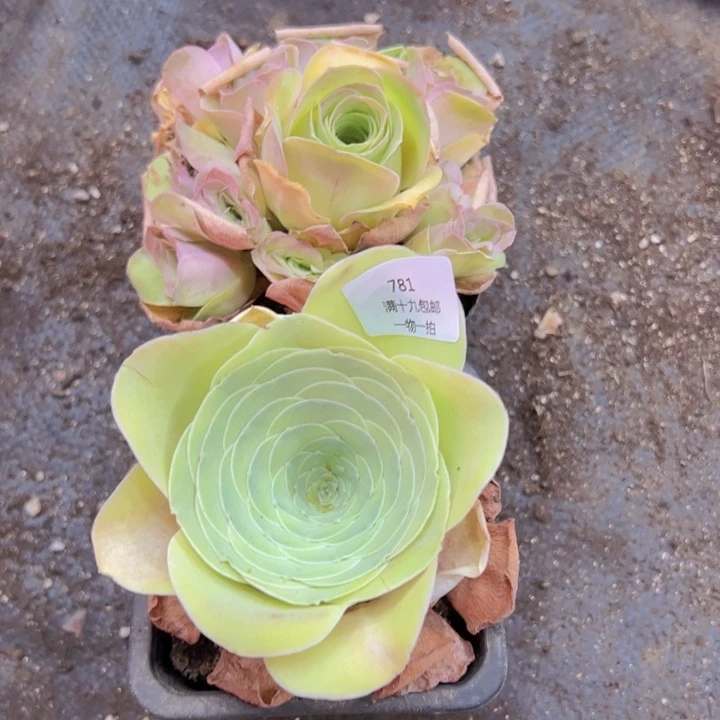 781 裸根不带土发货不包损