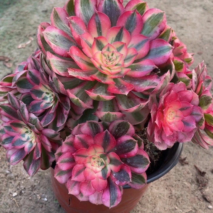 874倾城精品法师多肉