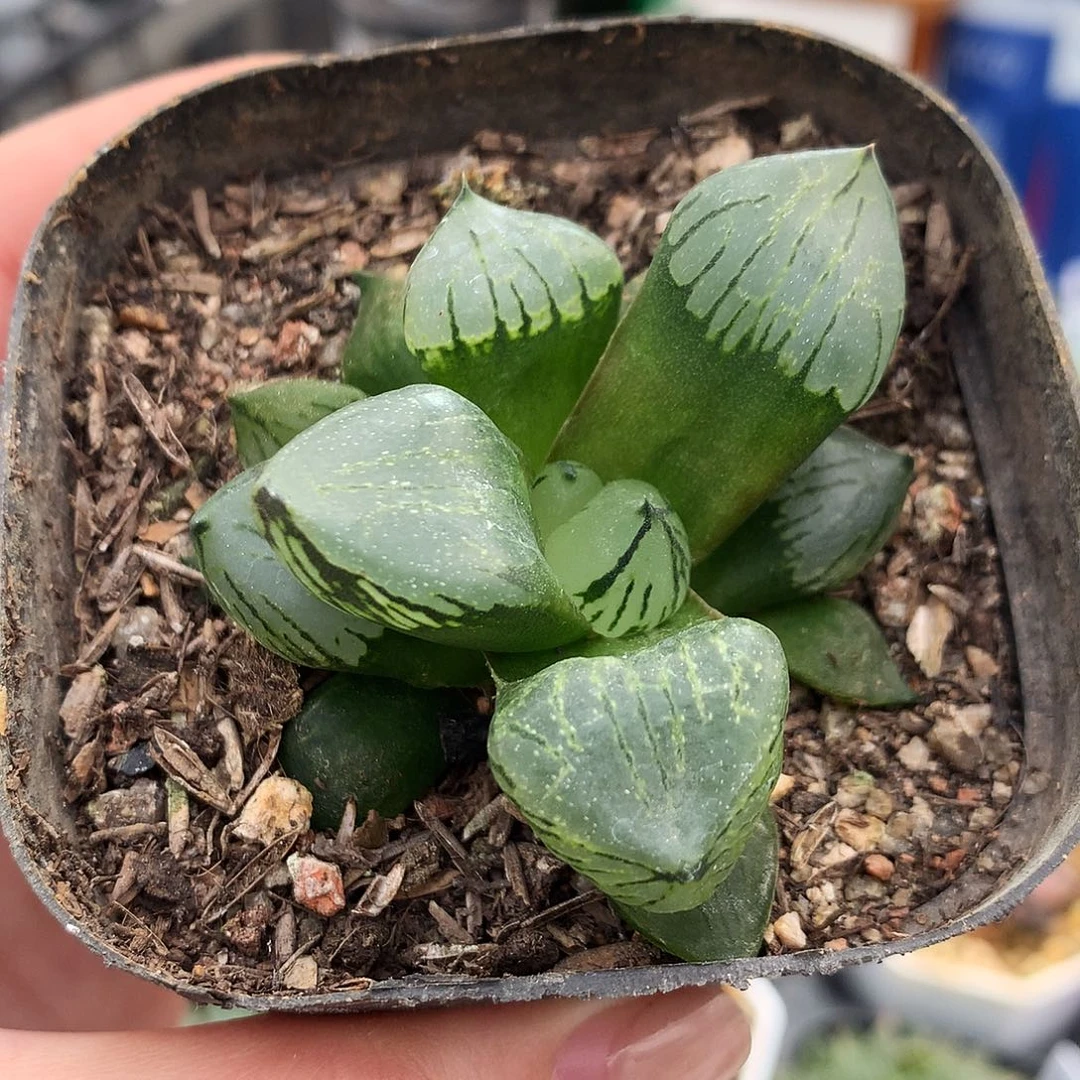 魔晶球，一物一拍，带盆带土