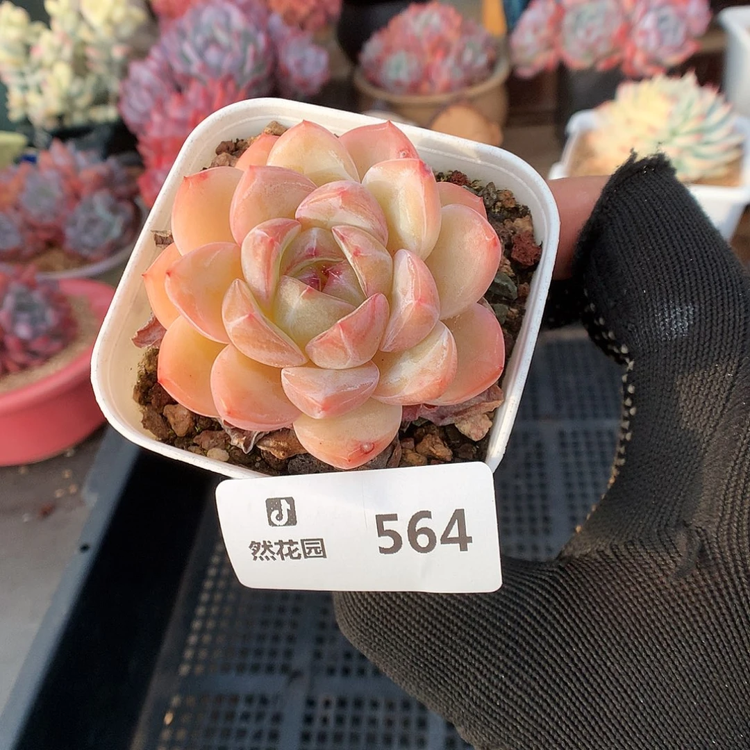 564珍妮多肉植物6666
