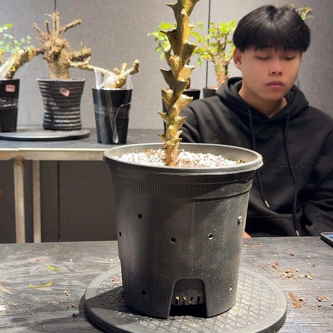 墨西哥角榄一个带盆