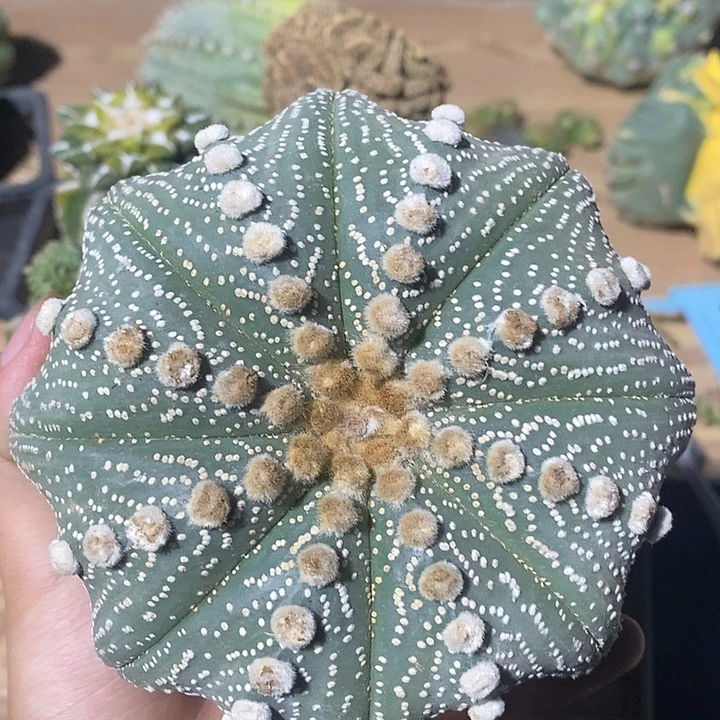 苗落无根扁体海星