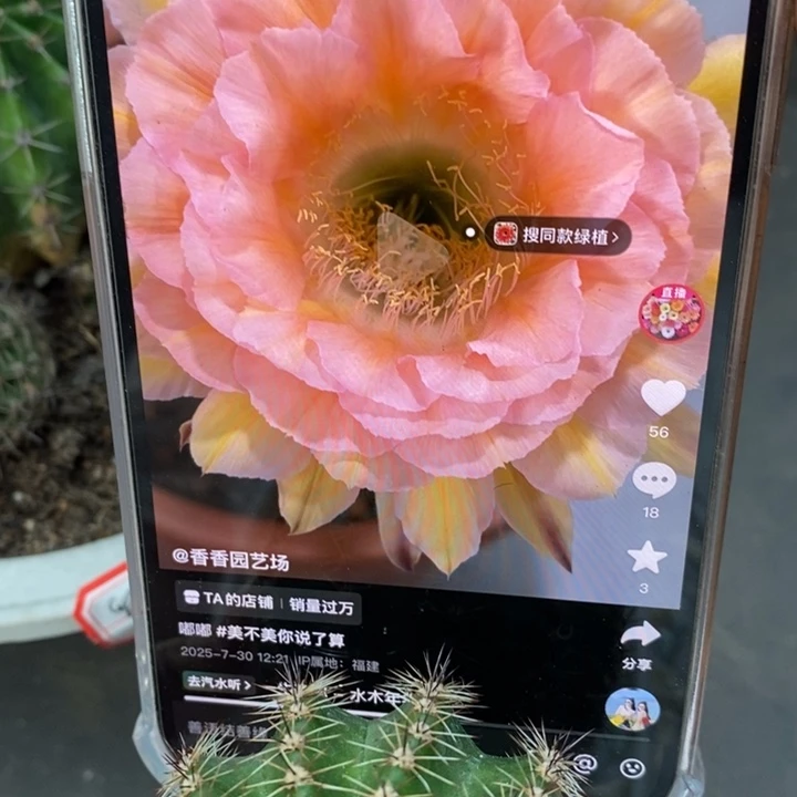 香香新品梦幻侧芽6公分左右